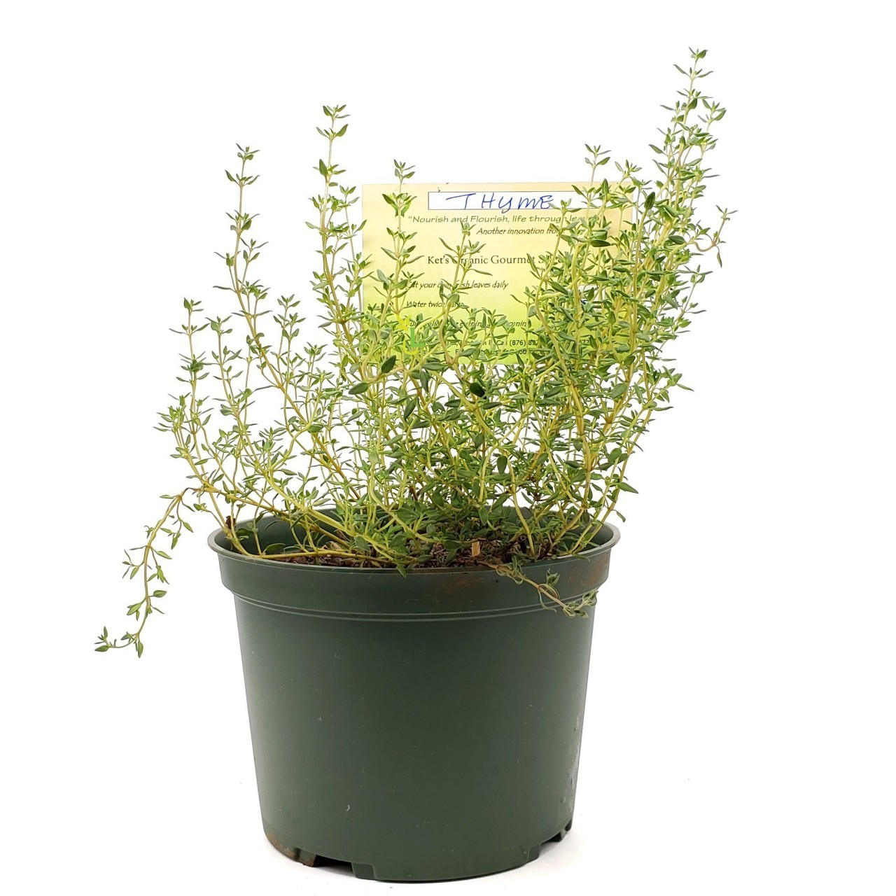 KETS PLANT THYME 1ct