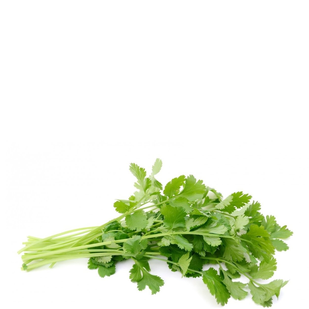 CILANTRO LOCAL pk