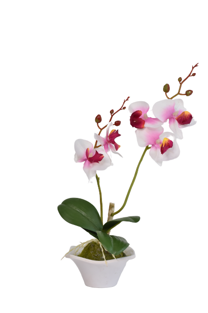Potted Orchid White With Pink