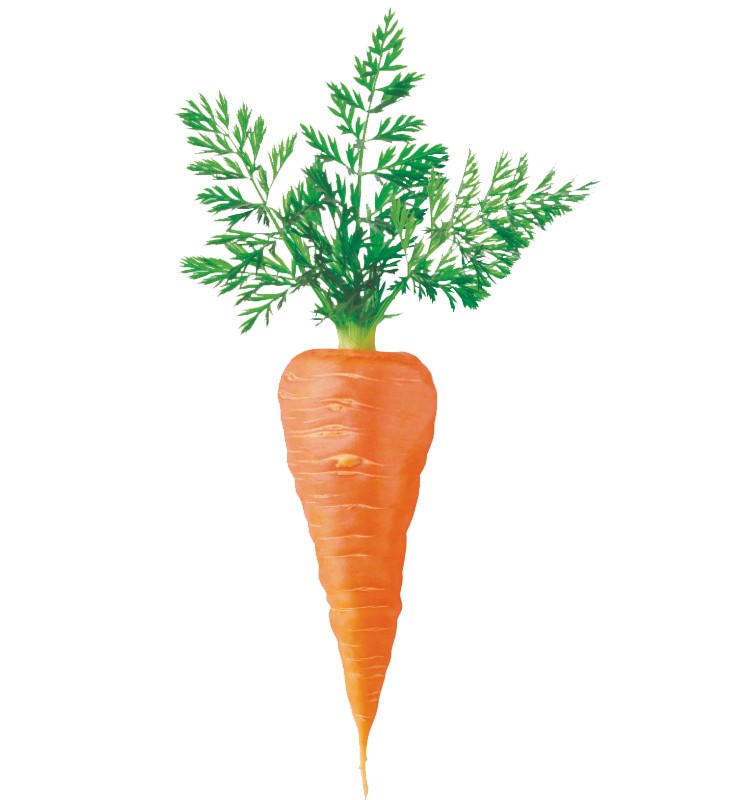 CARROT KG