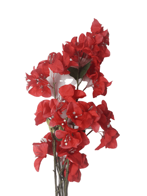 Flower Bougainvillea Red & White