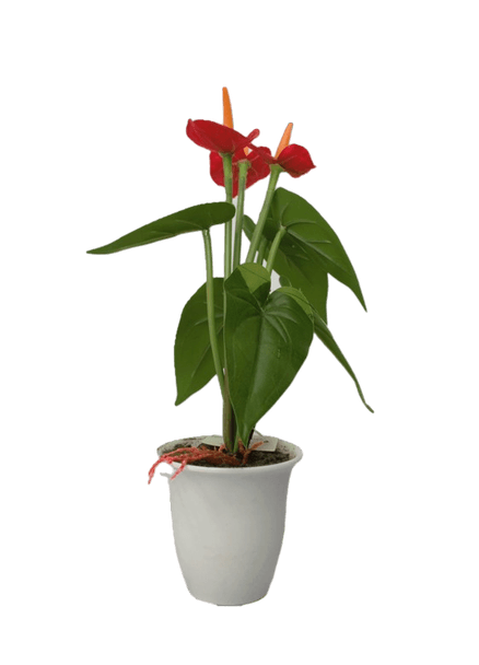 Faux Potted Anthu (Red/Orange)