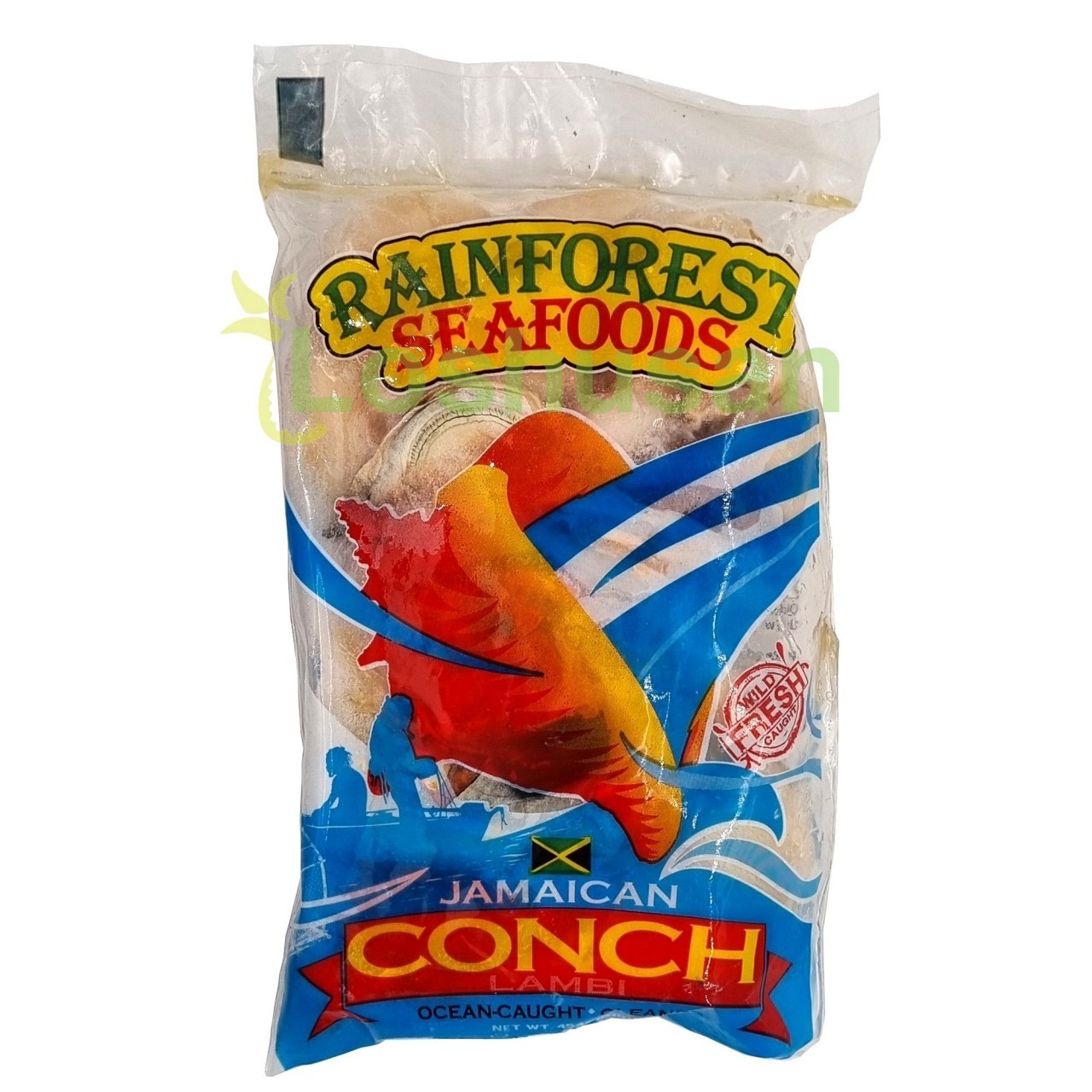 RAINFOREST CONCH 1lb